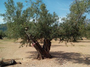 28 de març. Taller d’esporga d’olivera a Bítem