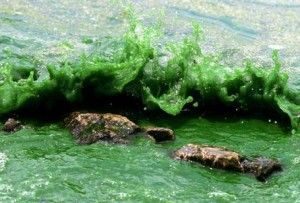 Taller Cultivar l'espirulina a casa